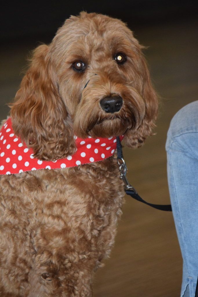 Red Scarf on a Doodle