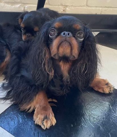 Dash and Lilbet English Toy Spaniels