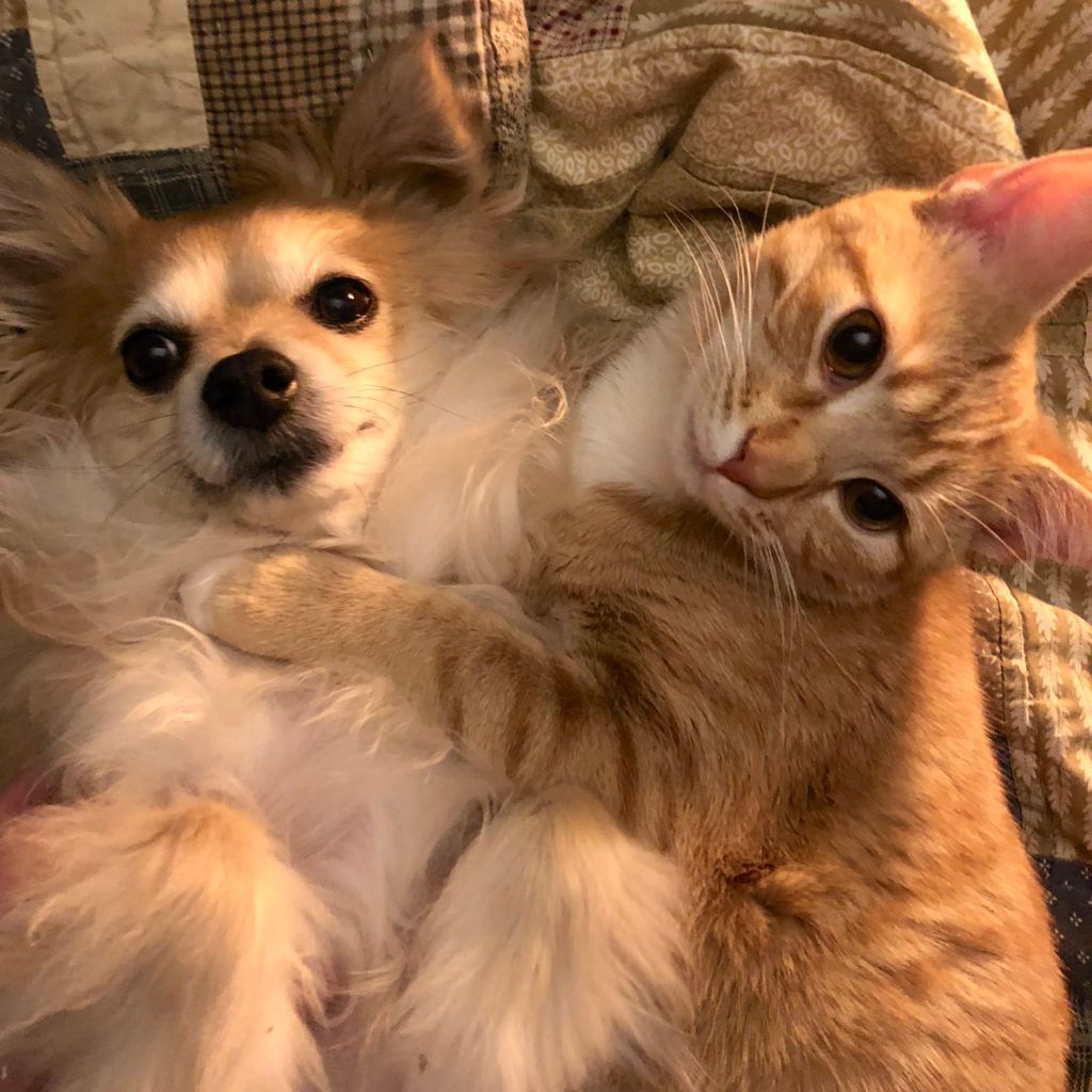 Dog and cat rolling