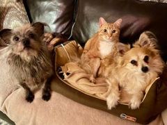2 dogs and cat curiously looking out of a basket