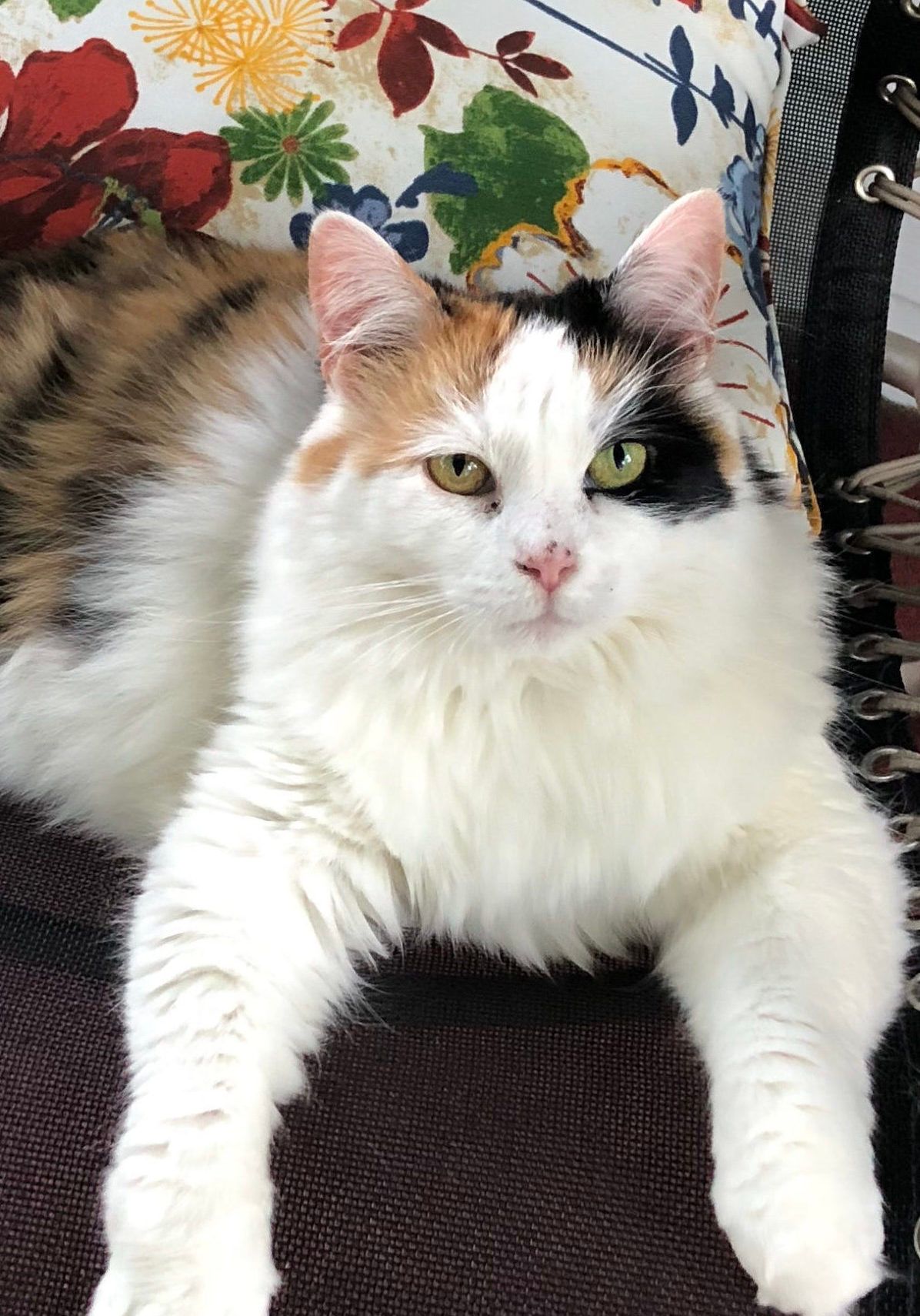 Calico cat and pillow