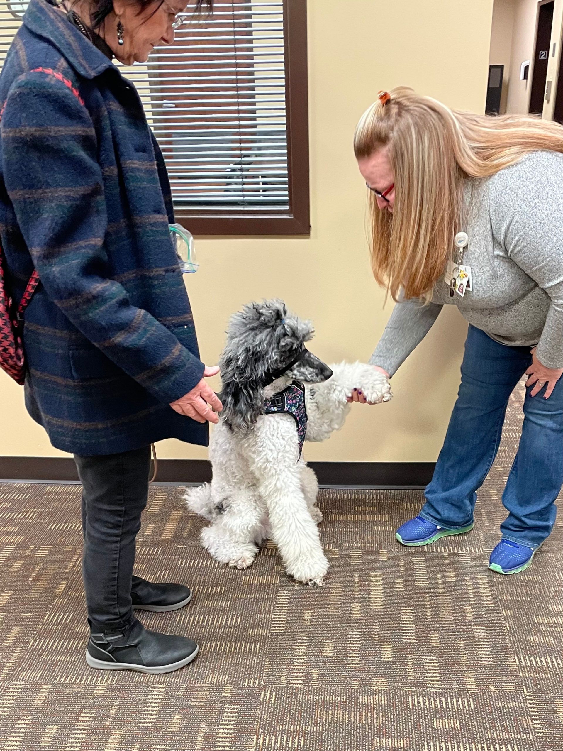 JB (Poodle) shakes hands with a Hosparus employee on a visit