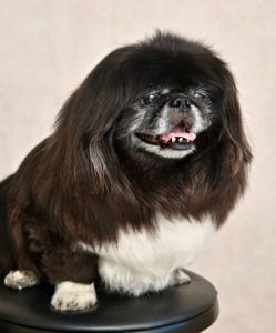 Shi Tzu Sitting for picture