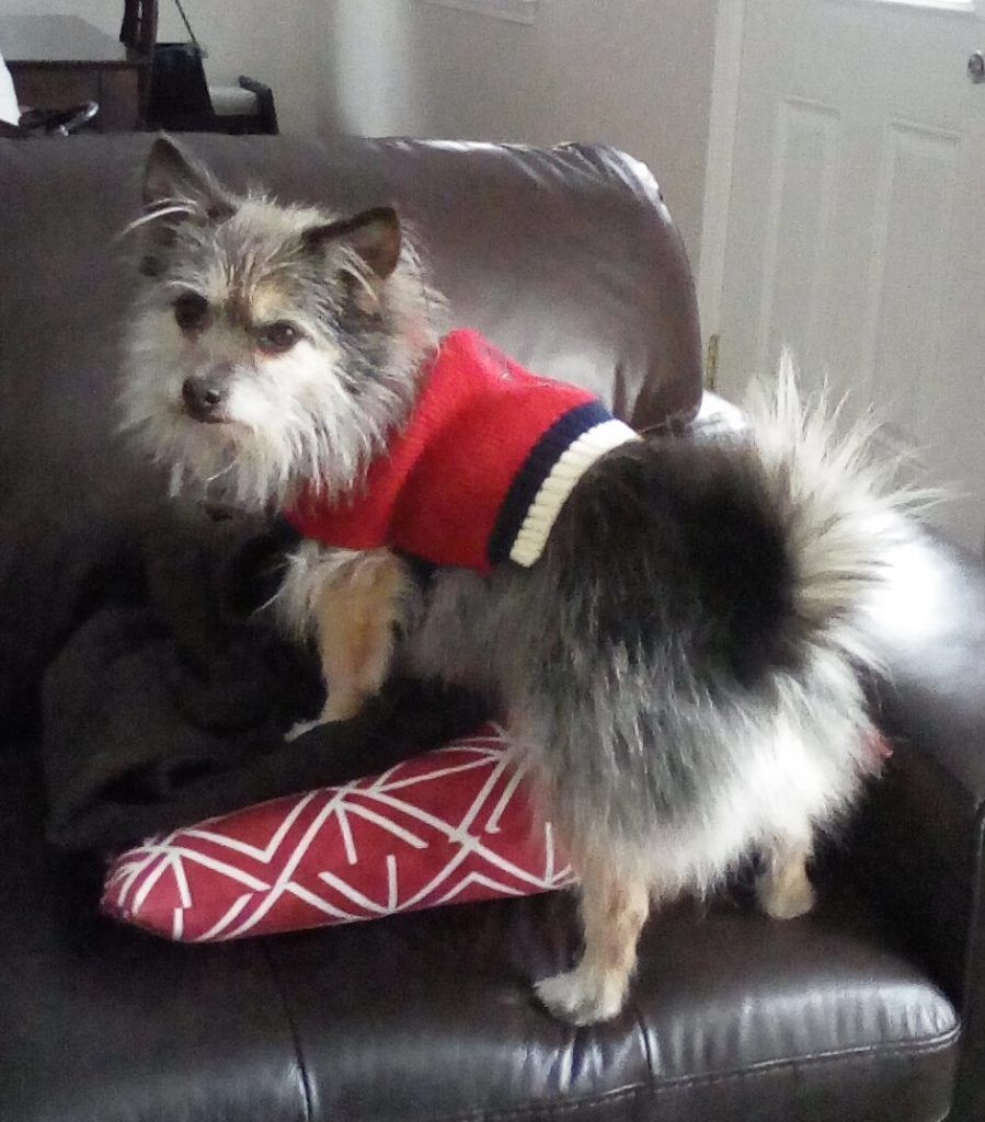 Fuzzy Therapy Dog in a Sweater