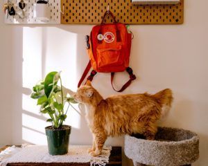 cat under a back pack