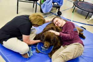 A large Newfoundland Laying down beside a resident to hear his heartbeat