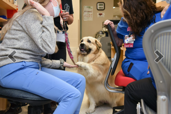 Therapy dog 
