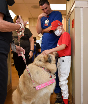 Child visiting the hospital and petting a therapy pet