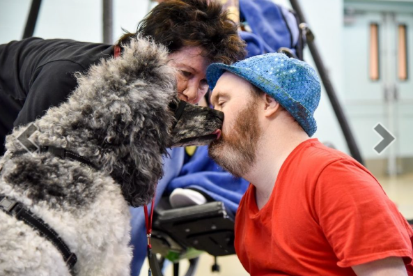 Poodle visiting and kissing a client in a facility