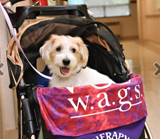 Stroller with therapy Terrier