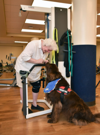 Newfoundland meeting a patient in physical therapy
