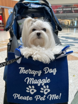 Love that Maltese in the stroller doing pet therapy