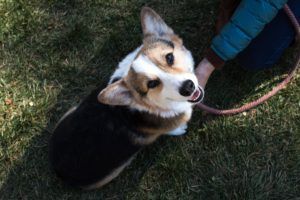 Welsh Corgi gazing up at the camera