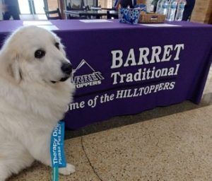 Therapy Pet named Comet a large Cream Retriever represents his best at a school event.