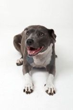 Dolly a Pit bull