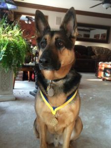 Picture of German Shepherd