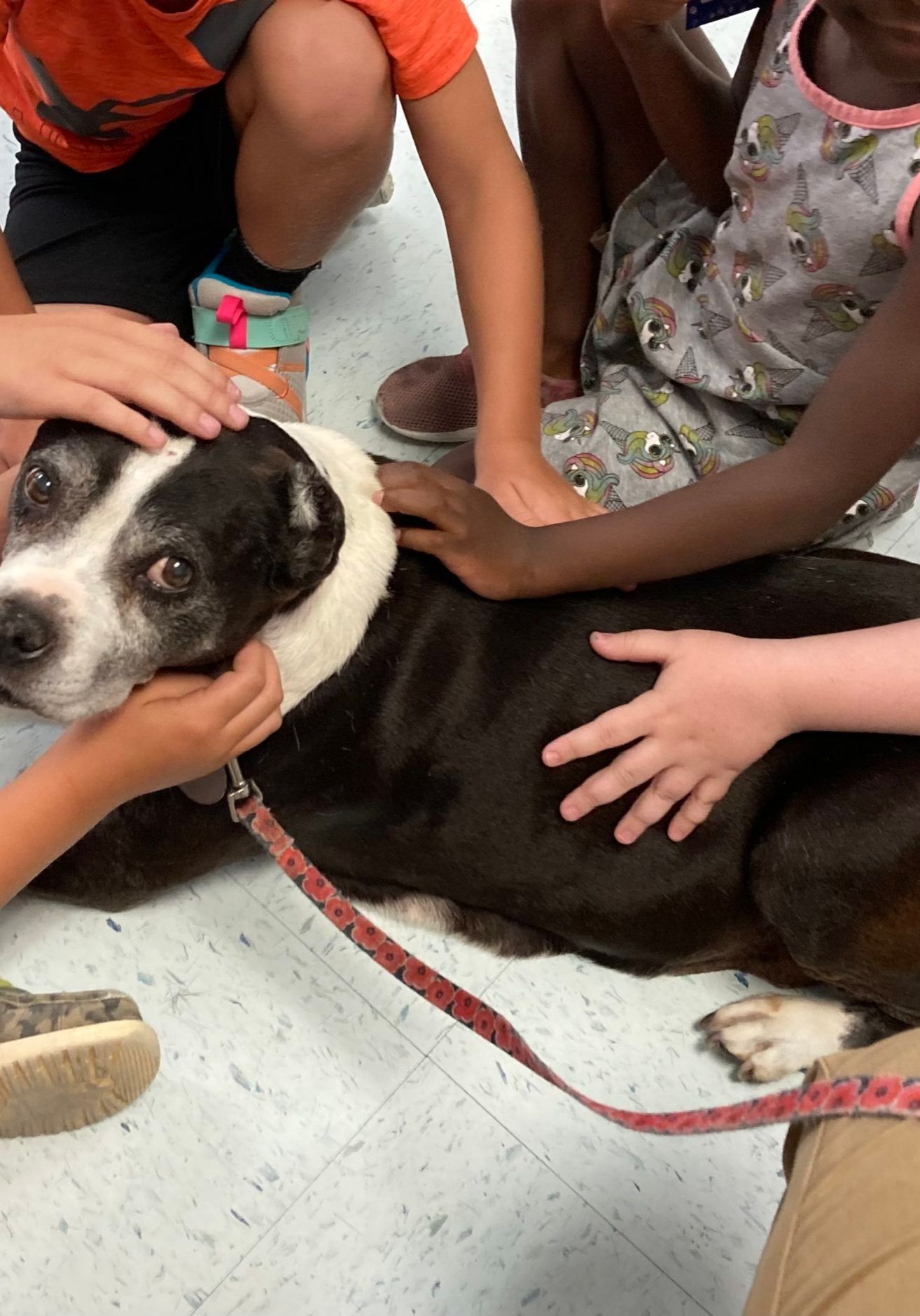 5 Student Hands on Pitbull Team Therapydog