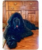 Newfoundland in Courtroom
