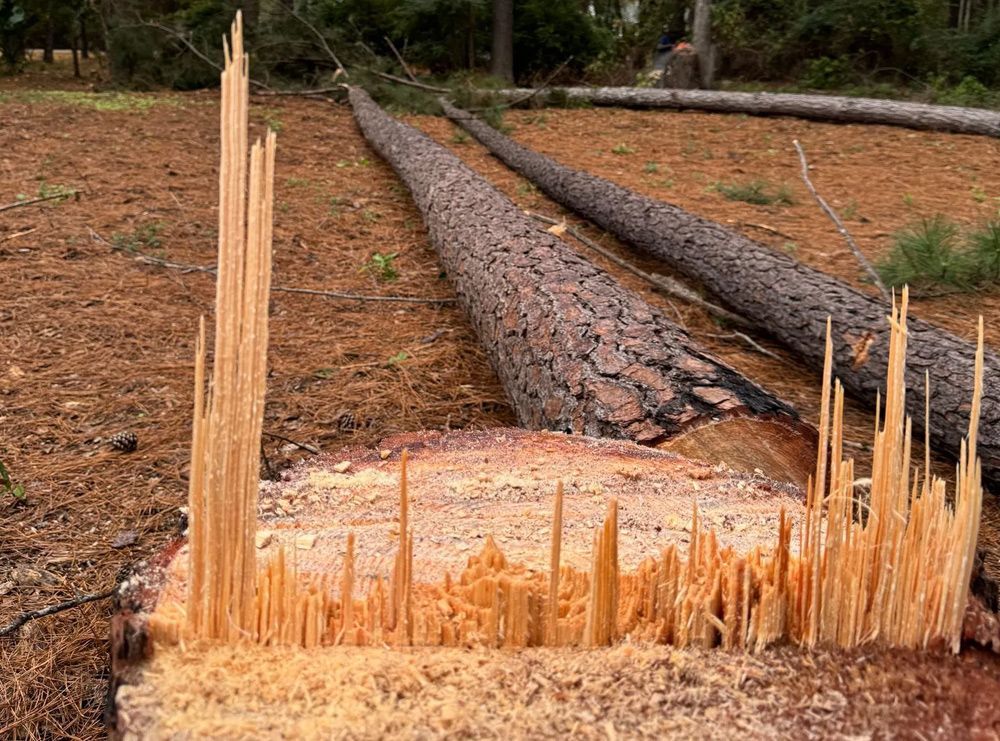 A tree stump with a lot of wood coming out of it.