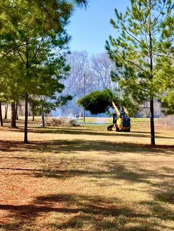 A yellow excavator is cutting down a tree in a park.