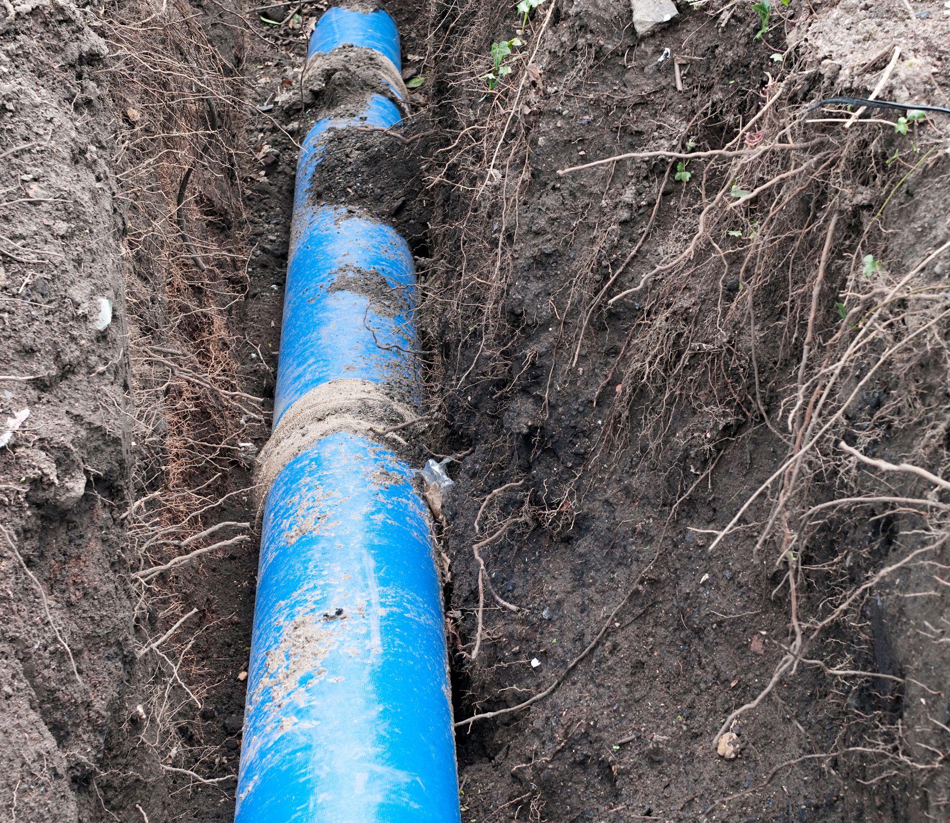 A blue water pipe partially buried in a trench with surrounding soil and visible roots around it