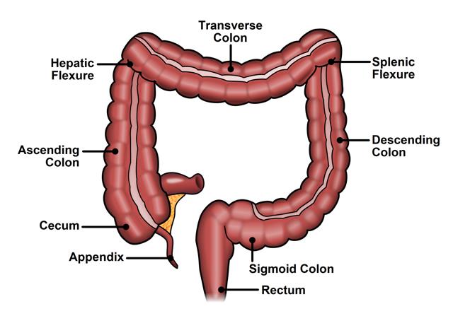 A sigmoid colon