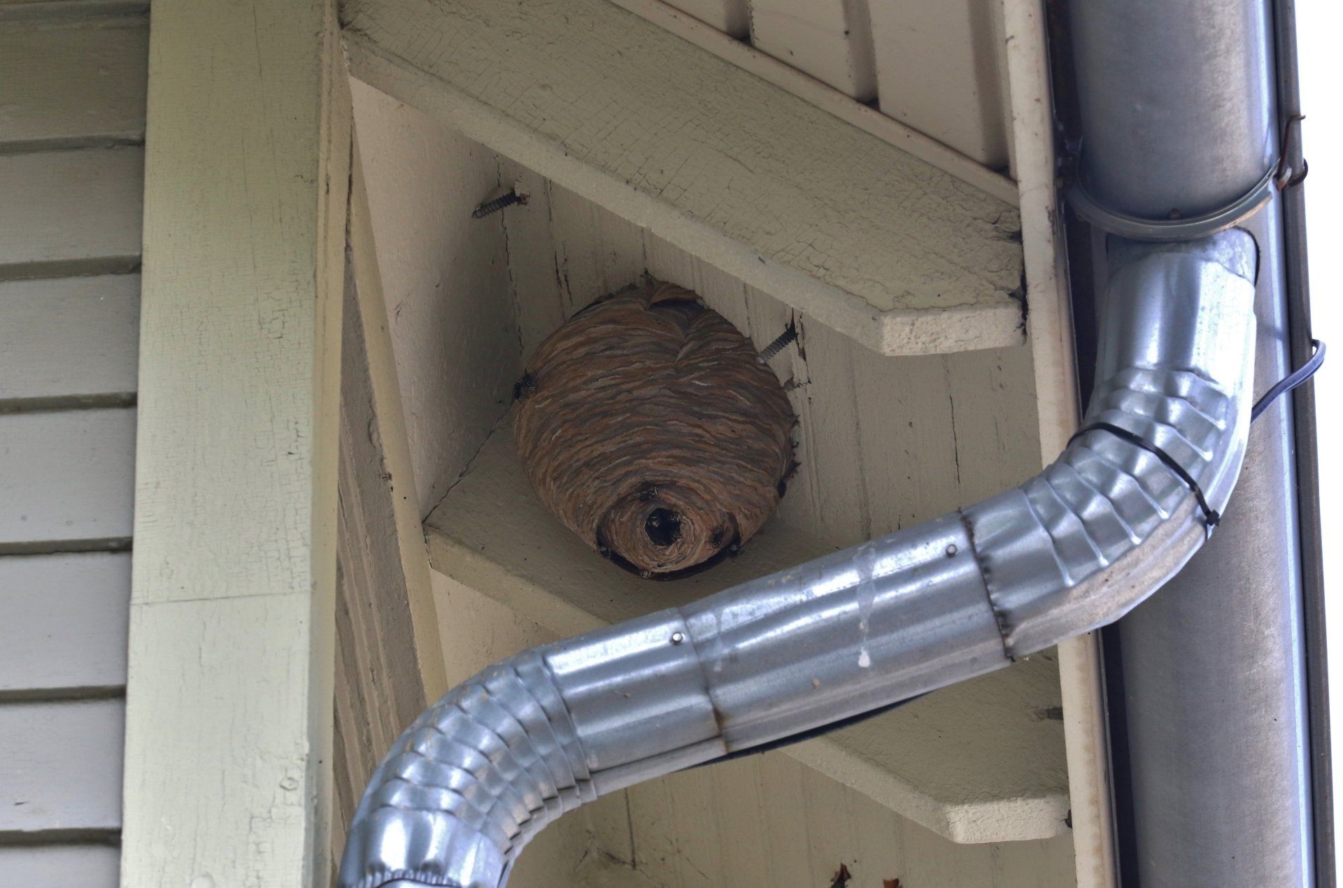 Wasp hive — Coeburn, VA — Wright's Pest Control