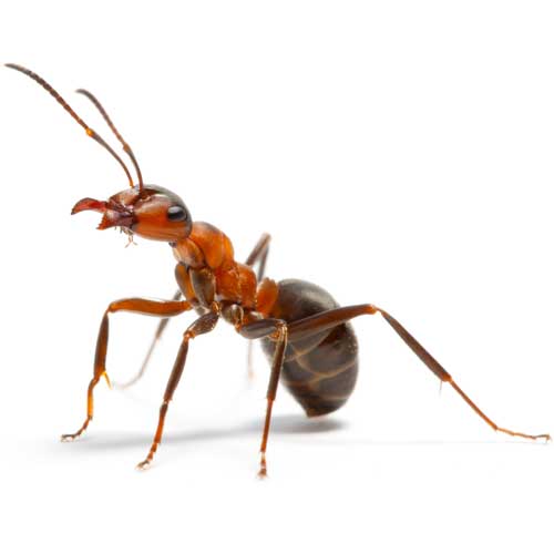 Ant — Coeburn, VA — Wright's Pest Control