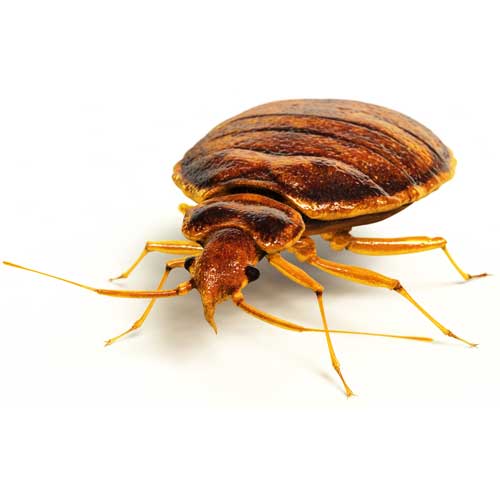 Bed Bug — Coeburn, VA — Wright's Pest Control