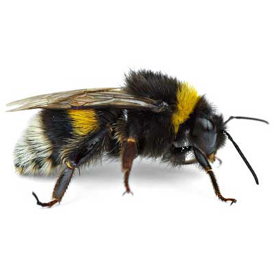 Bee — Coeburn, VA — Wright's Pest Control