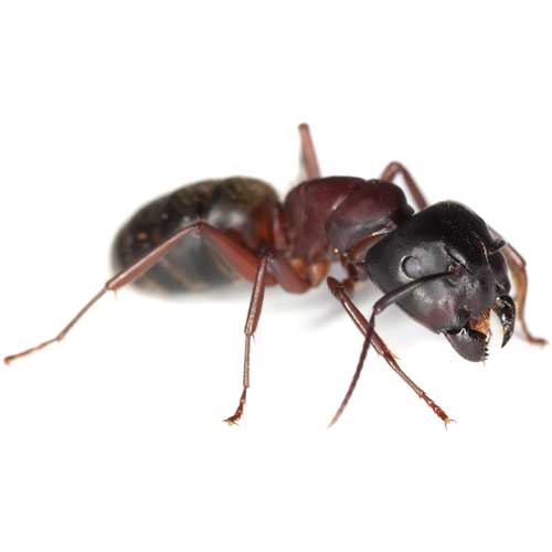 Carpenter ant — Coeburn, VA — Wright's Pest Control