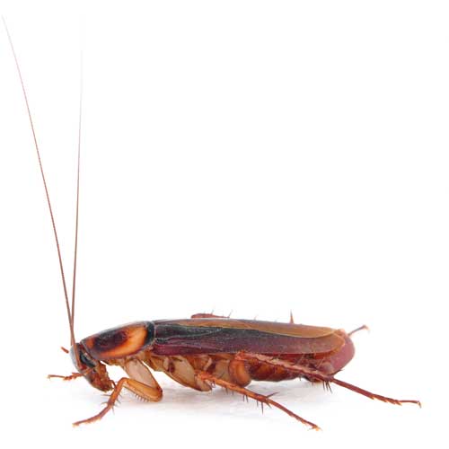 Cockroach — Coeburn, VA — Wright's Pest Control