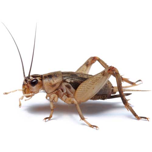Cricket — Coeburn, VA — Wright's Pest Control