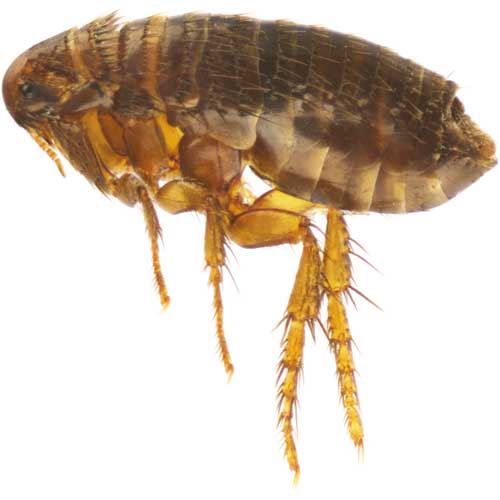 Flea — Coeburn, VA — Wright's Pest Control