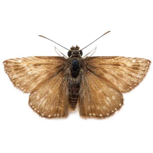 Moth — Coeburn, VA — Wright's Pest Control