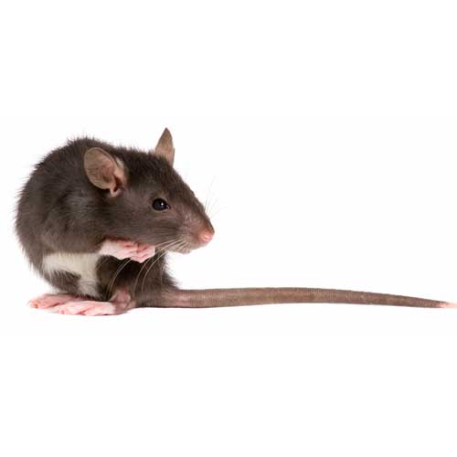 Rat — Coeburn, VA — Wright's Pest Control