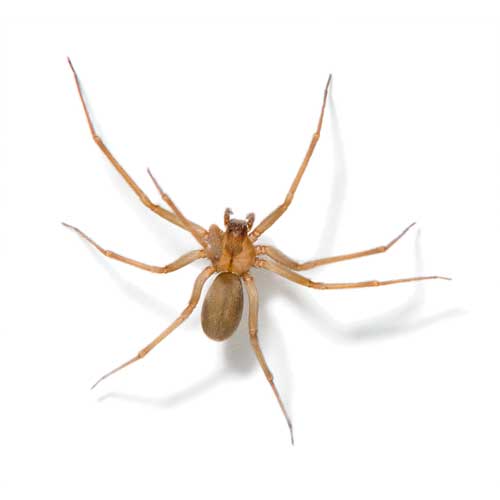 Spider — Coeburn, VA — Wright's Pest Control