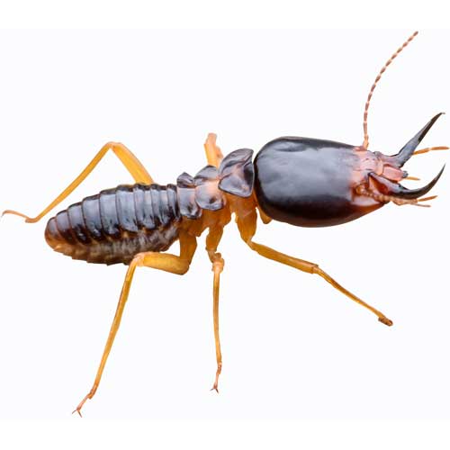 Termite — Coeburn, VA — Wright's Pest Control