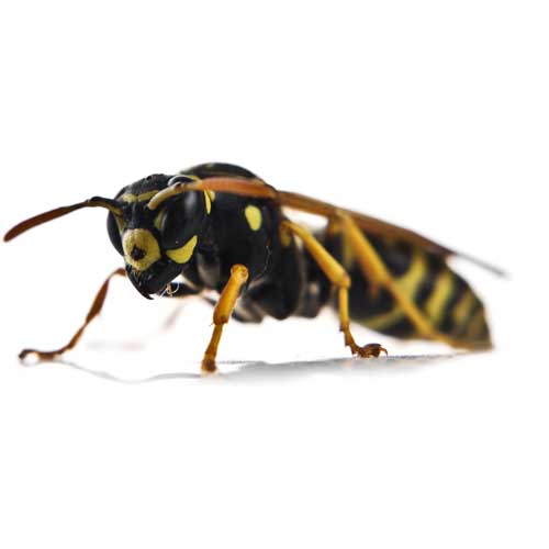 Wasp — Coeburn, VA — Wright's Pest Control