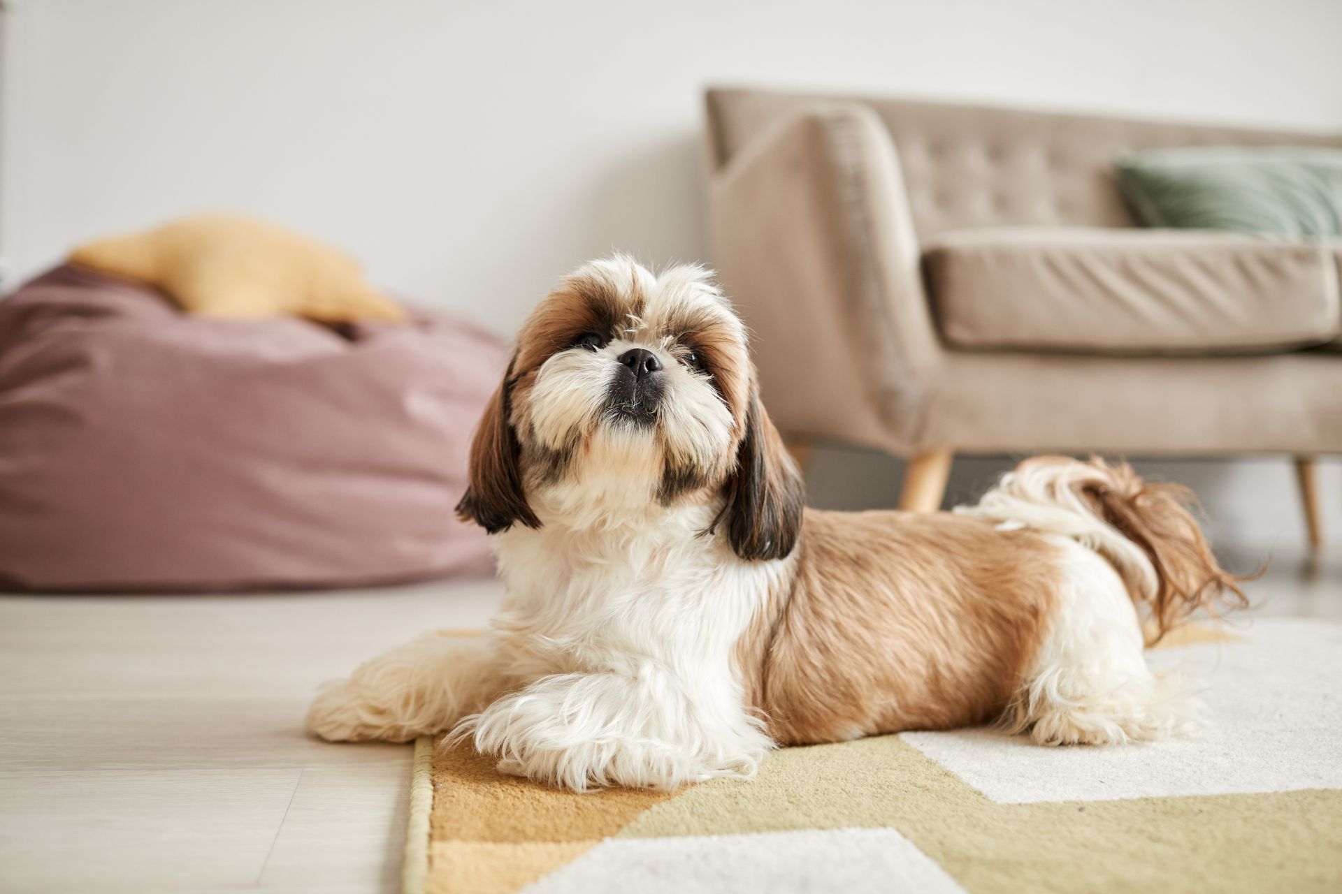 Small brown-and-white dog lying on a rug in a cozy living room