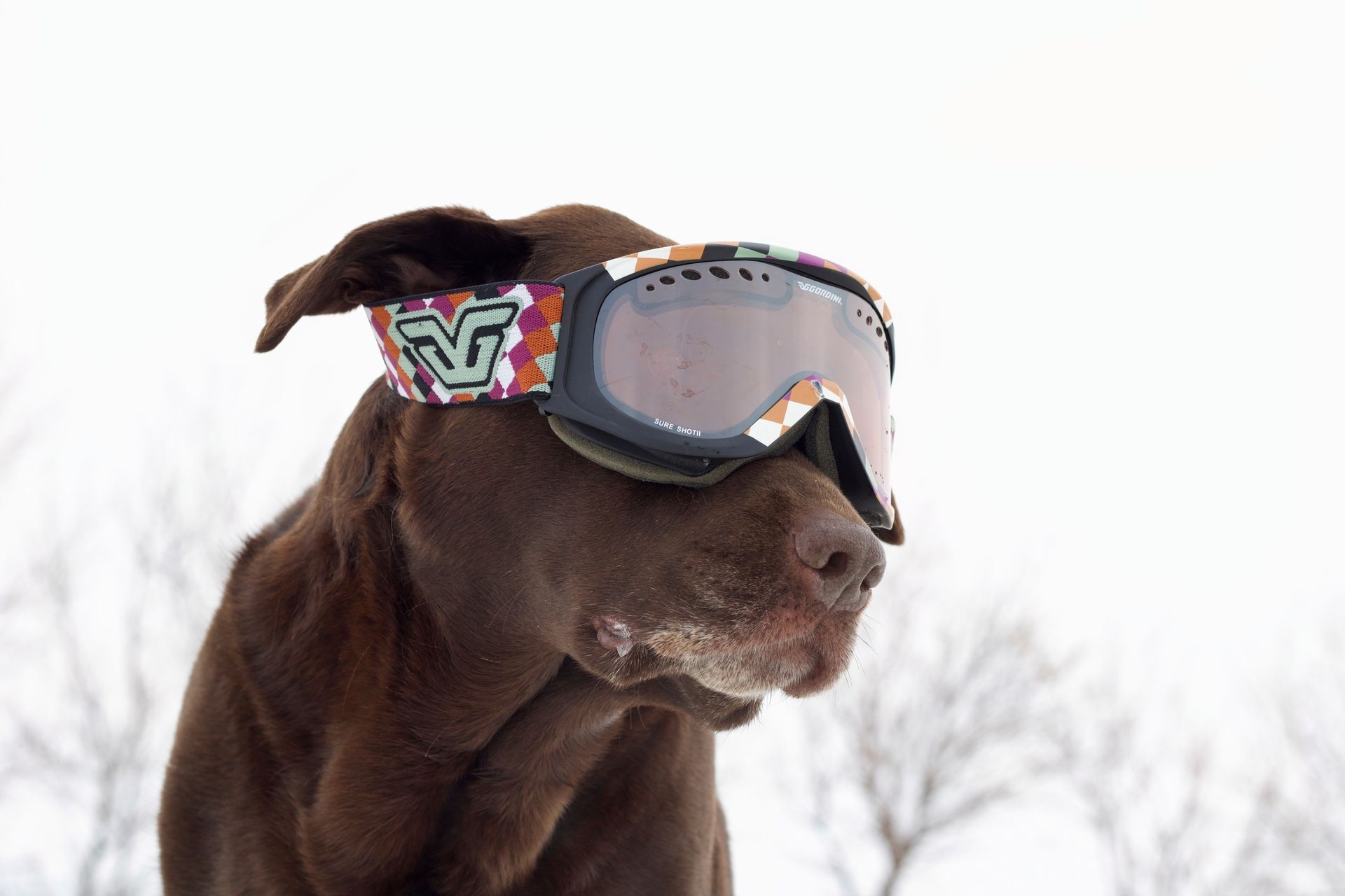A brown dog wearing colorful patterned ski goggles against a snowy, blurred background.