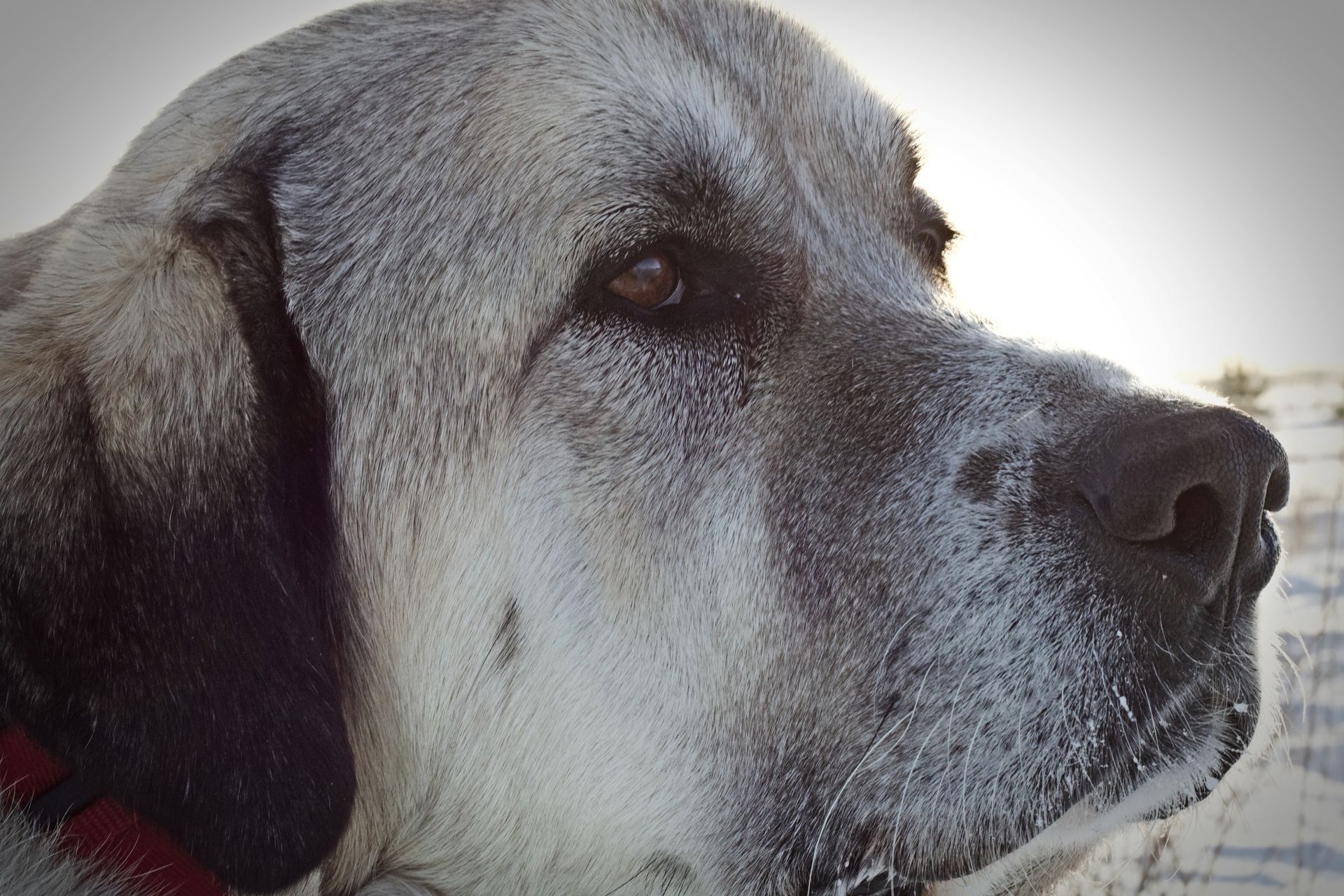 Close-up of a large dog with a gray coat and black muzzle looking off to the side. Snowy background.