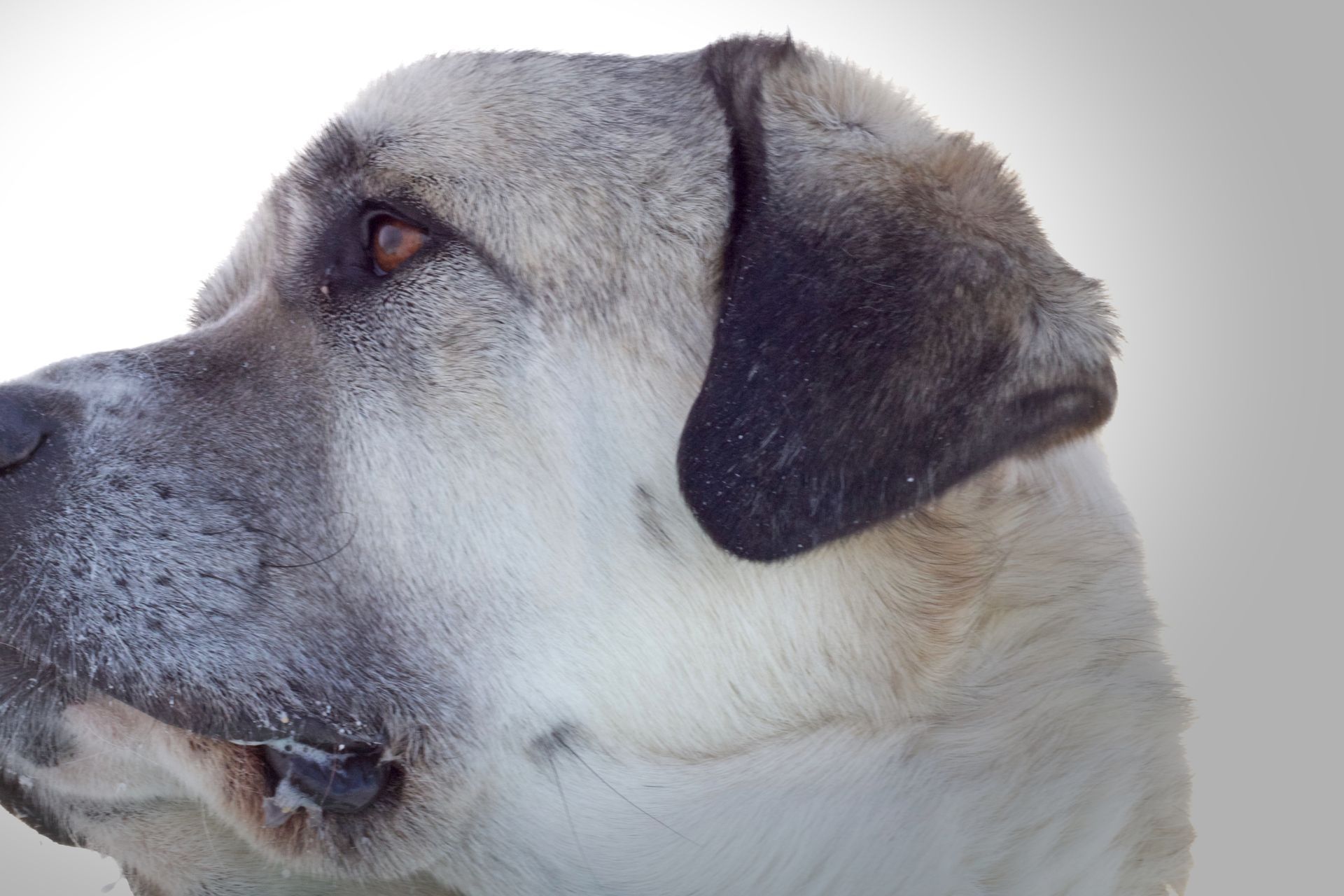 Large dog, profile view, white and gray fur, brown eye, outdoors.