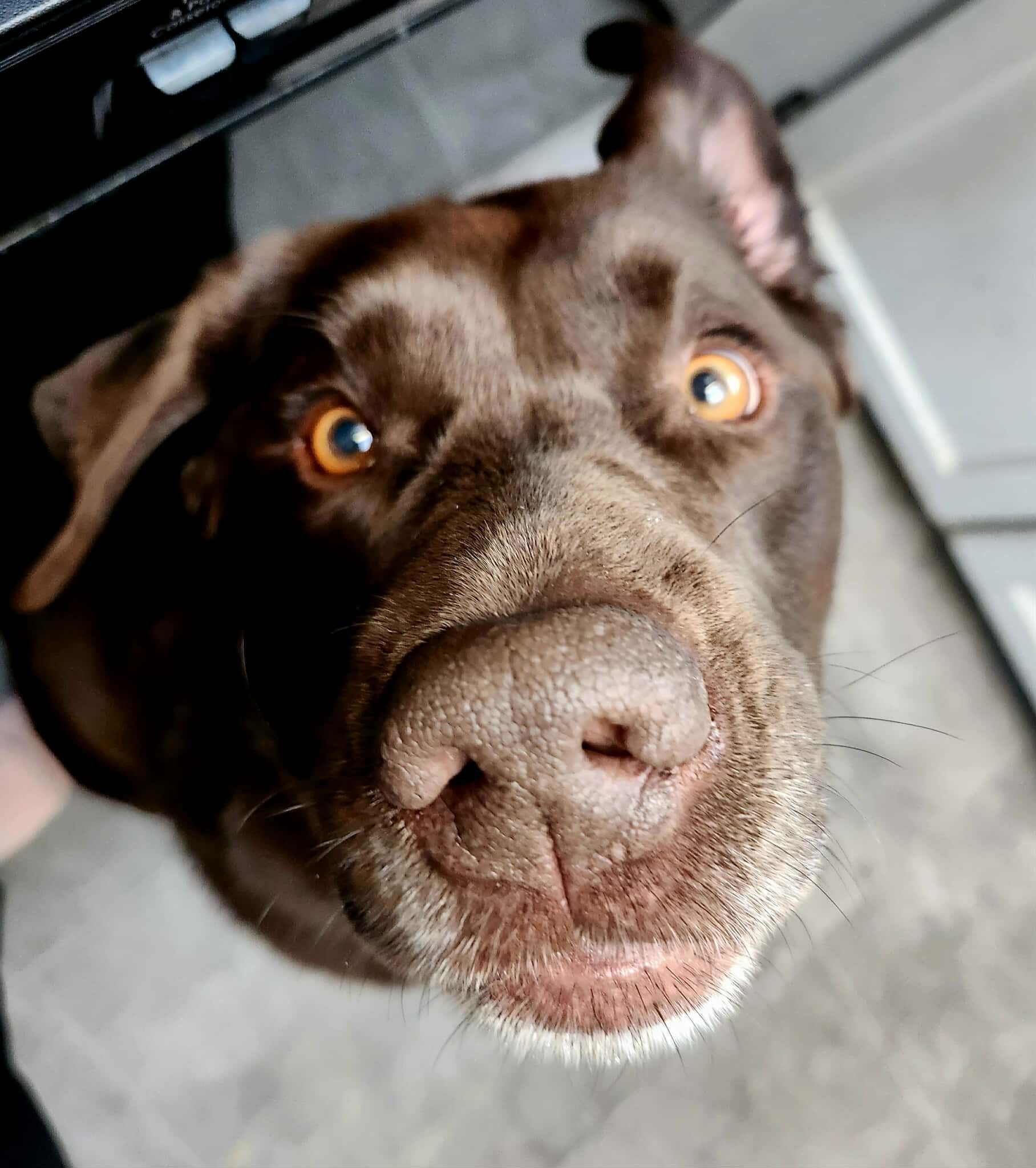 Close-up of a brown Labrador dog looking up with an eager expression.