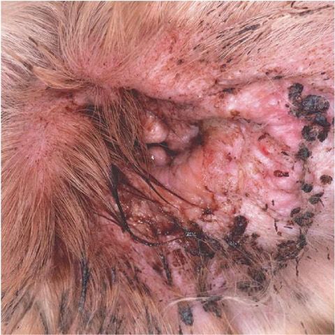 Ear infection in a dog