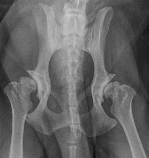 Osteoarthritis x-ray on a dog
