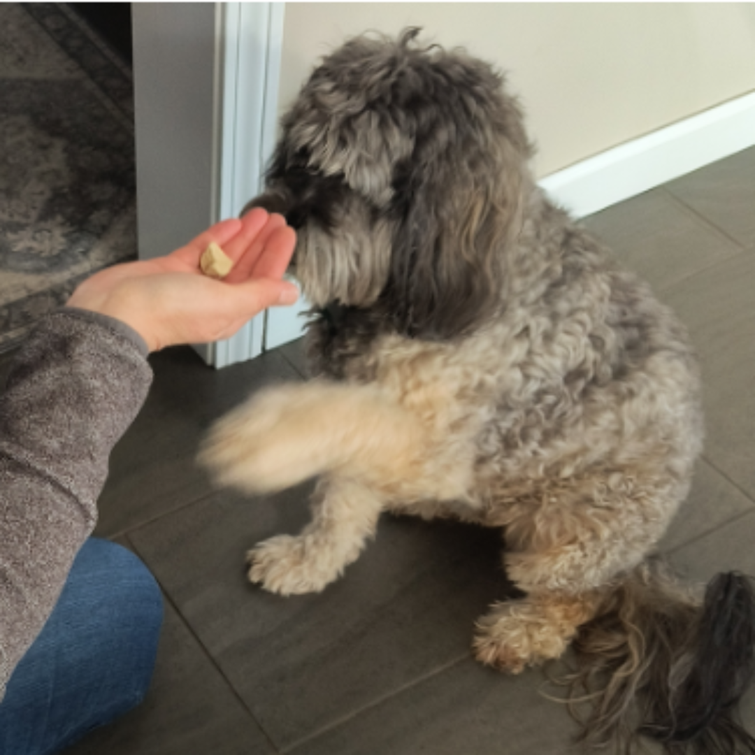 A dog learning how to shake