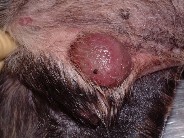 Skin cancer on a dog