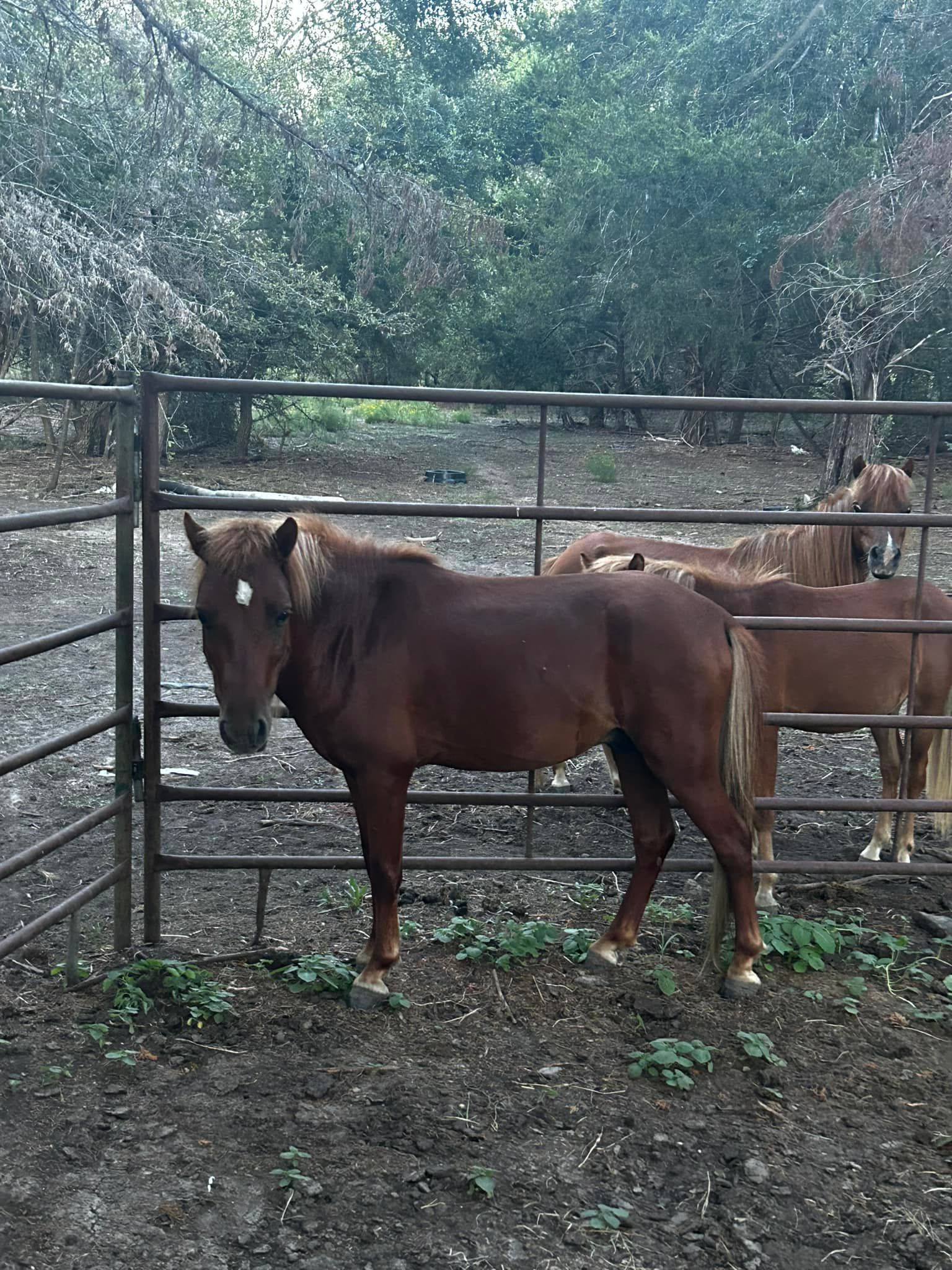 Brown horse with a white spot on its forehead stands behind a metal fence. Another horse is behind it.