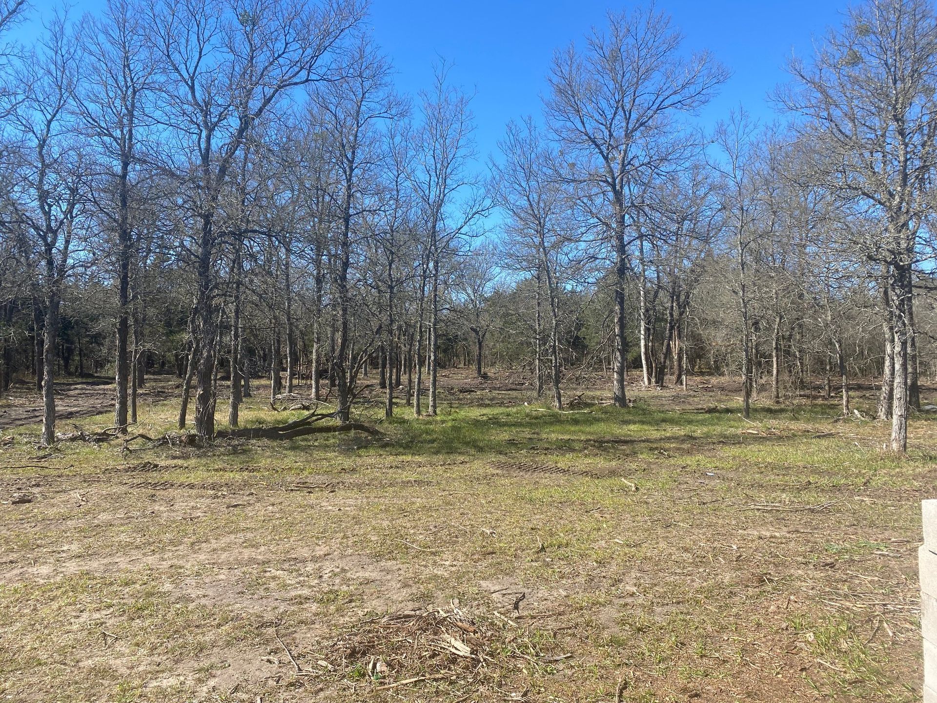 Trees with bare branches in a grassy field under a clear blue sky.